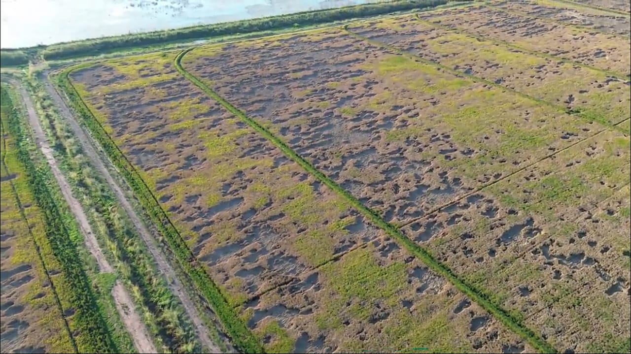 Hopperburn Rice Midsouth farmers battle rice delphacid