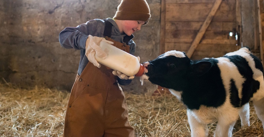 Young boy bottling feeding a calf in a barn