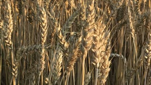 A close-up of wheat in a field
