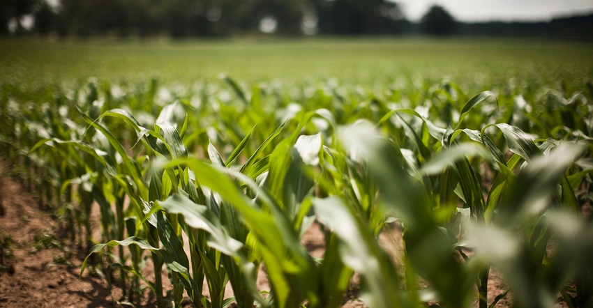 In-season corn In-season corn