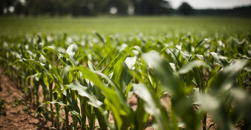 In-season corn