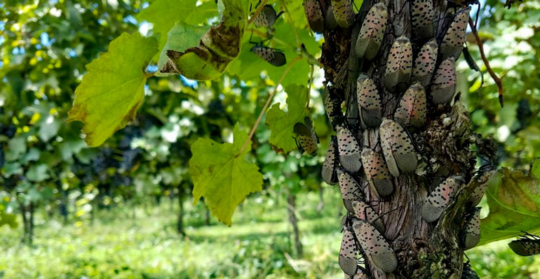 Spotted lanternflies in Pennsylvania have a taste for grapes