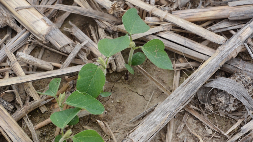 Soybean plants sprouting in a no-till field