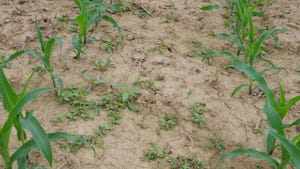 Weeds growing in the soil of a cornfield