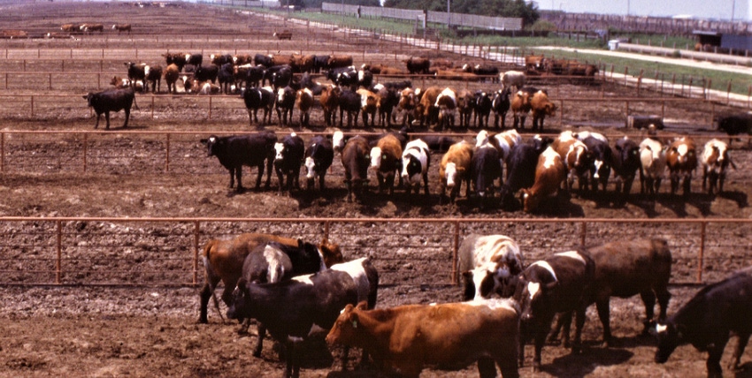 WFP-ARS-cows1.jpg