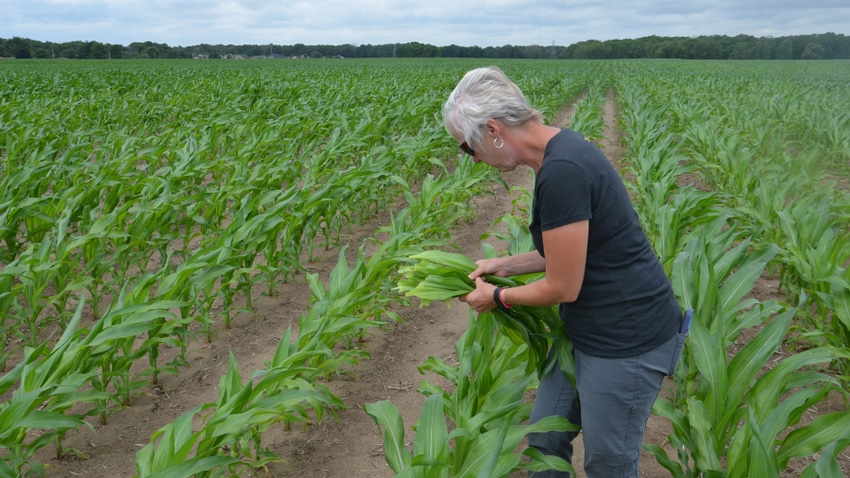 Betsy Bower pulling corn tissue samples