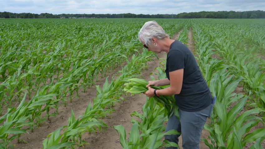 Betsy Bower pulling corn tissue samples Betsy Bower pulling corn tissue samples