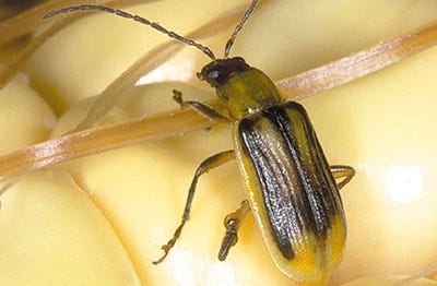 Western species of corn rootworm adult beetle