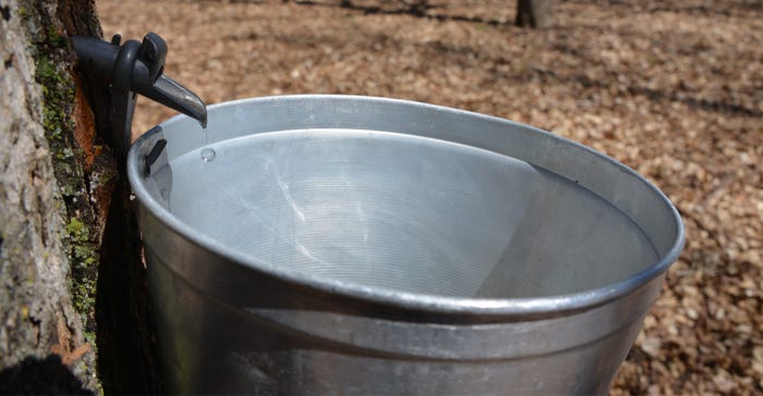 Sap dripping from a tree into a pail