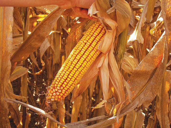 non-disease-shield-corn_3.jpg