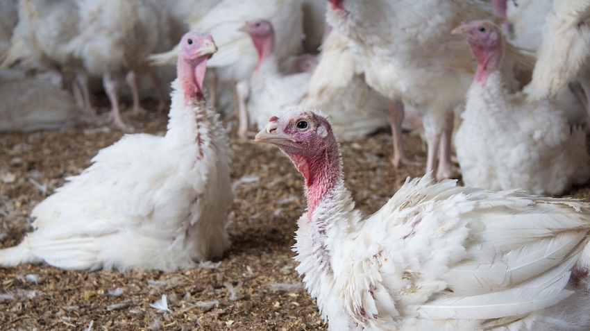 Eight-week-old turkeys at Ohio-based Cooper Farms