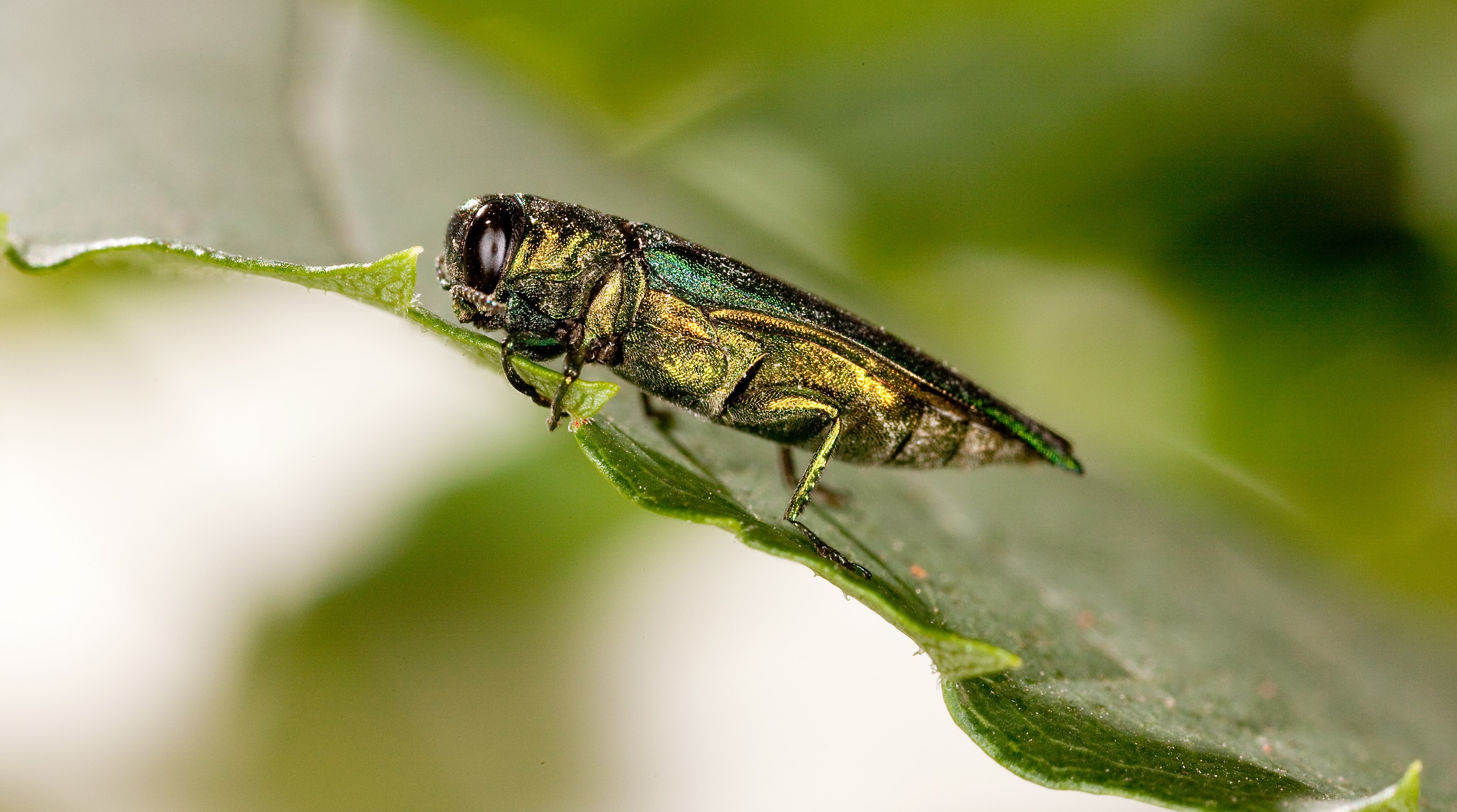 Plant, firewood quarantine targets emerald ash borer