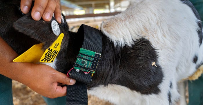 Close up of a calf at Sunnyside Farm in Scipio Center being monitored using a Monarch-equipped collar