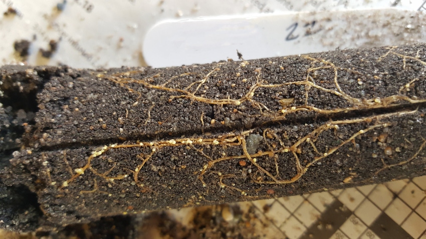 Soybean roots grown in windblown soil