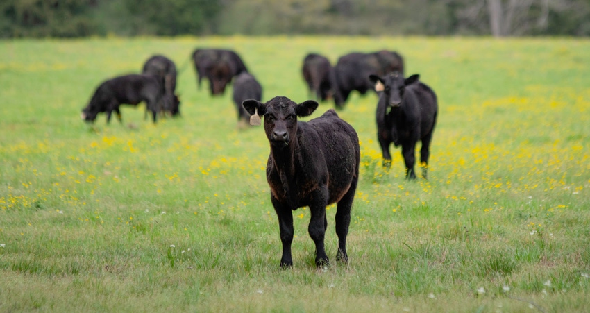 cow-calf profits