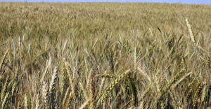wheat-field-harvest-haire-farm-3-a.jpg