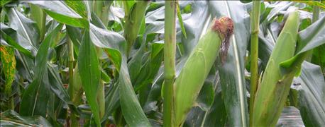 tar_spot_corn_leaf_fungus_identified_3_illinois_counties_1_635791391823374478.jpg