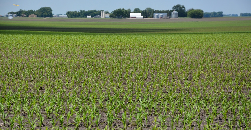  farmstead in background of young cornfield