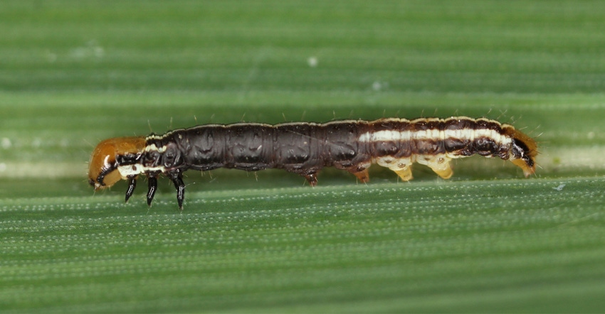 Common stalk borer larva 