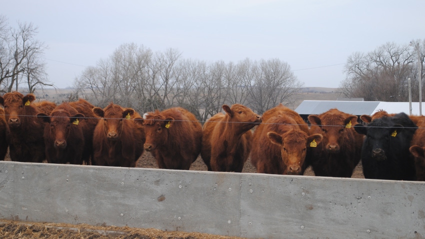 cattle in feedyard