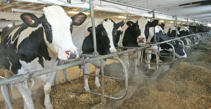 Holstein in barn eating hay