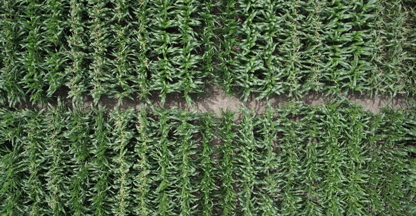 A cornfield captured by a drone using GRYFN technology 