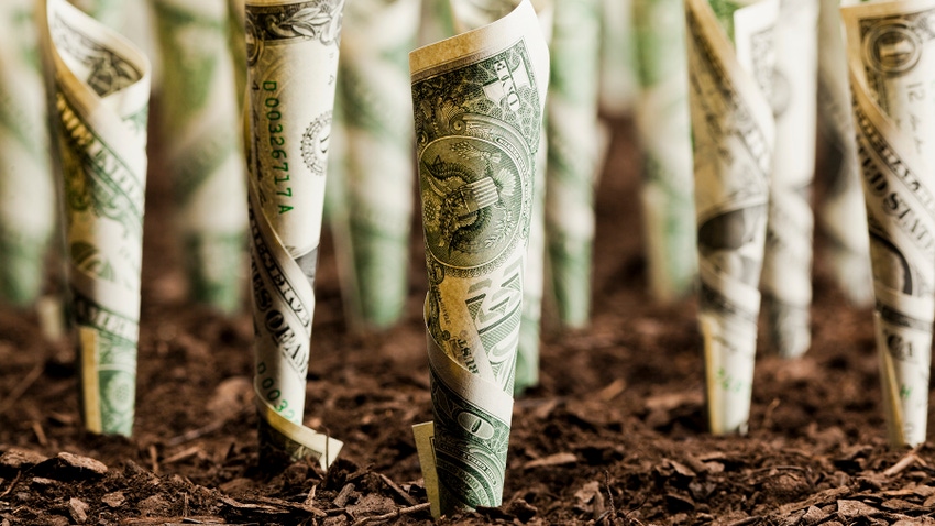 Rolls of dollar bills in soil
