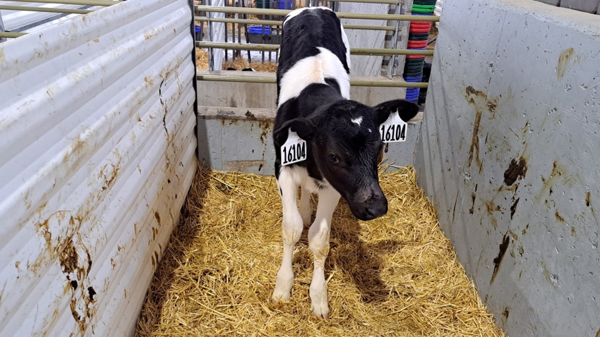 Holstein dairy calf in a pen