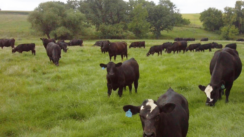 black beef cattle in a pasture