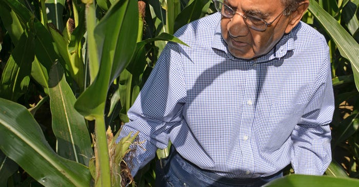 Dave Nanda evaluates corn in the field