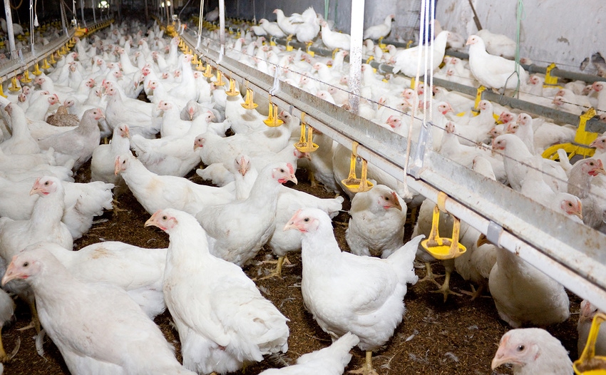 broiler chickens broiler chickens