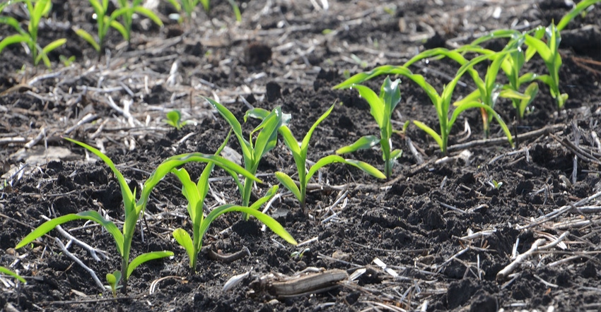 Close-up of young corn plants