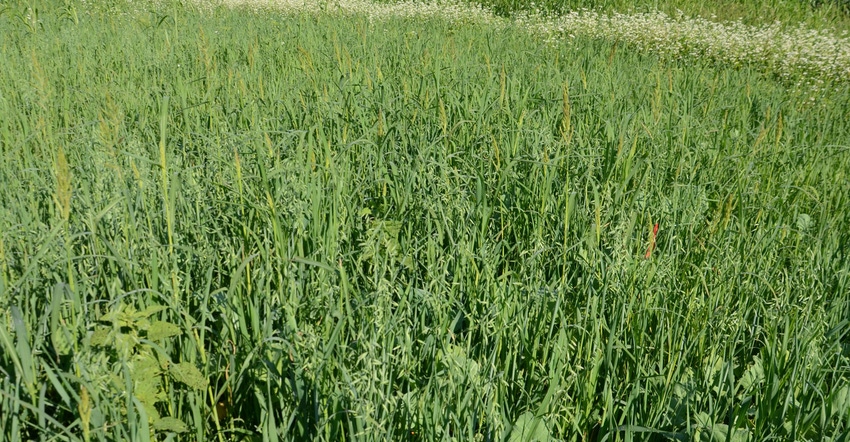 cover crops cover crops