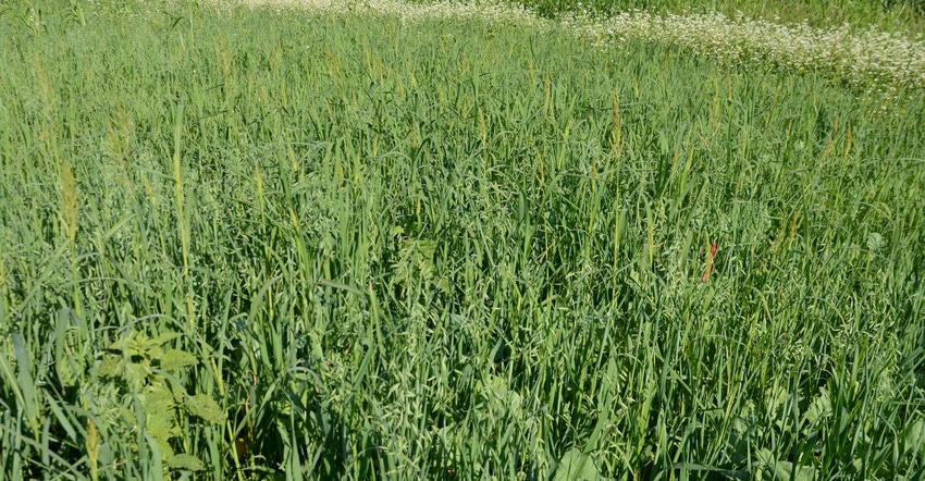 cover crops