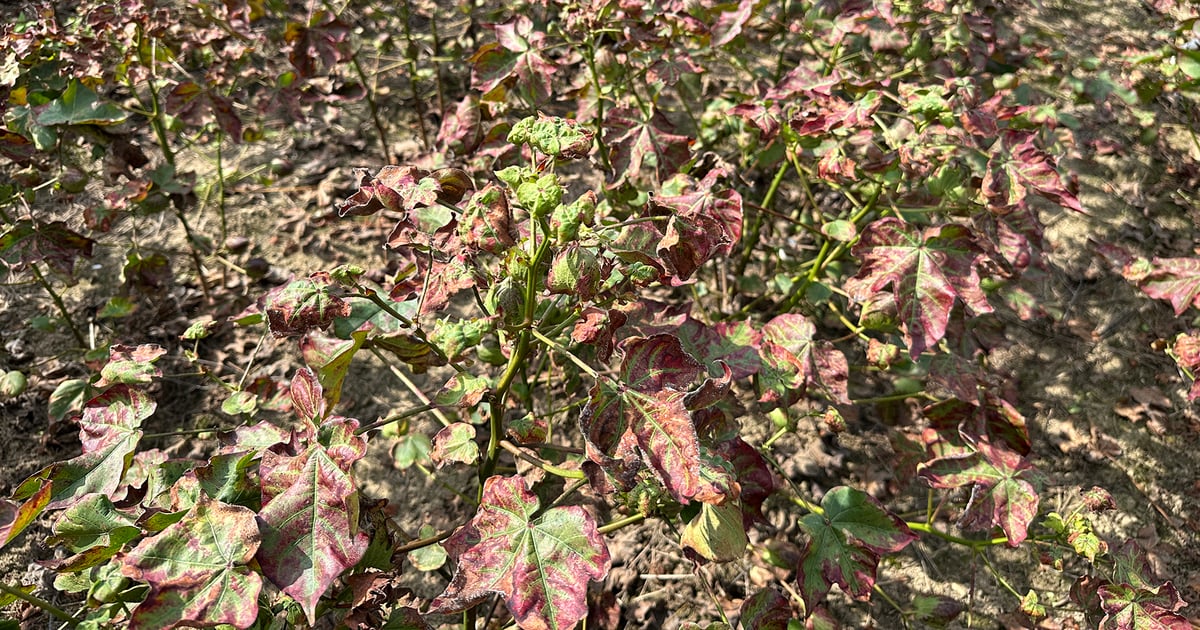 Cotton jassids: Lessons learned and strategies for 2026