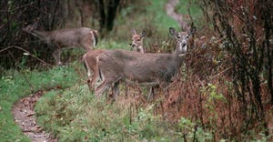 White-tailed deer grazing in wooded area