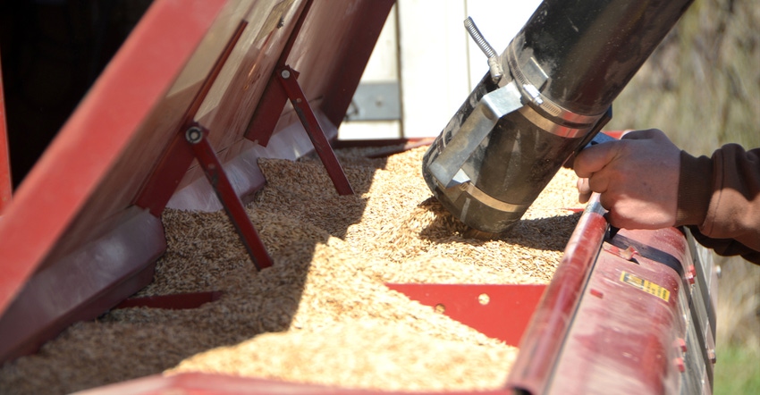 oats in grain holder