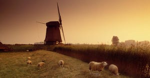 Dutch-livestock-Grant Faint-GettyImages-10194545-SIZED.jpg