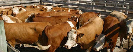 cattle_feed_feb_1_very_close_trade_expectations_1_634971432158444000.jpg