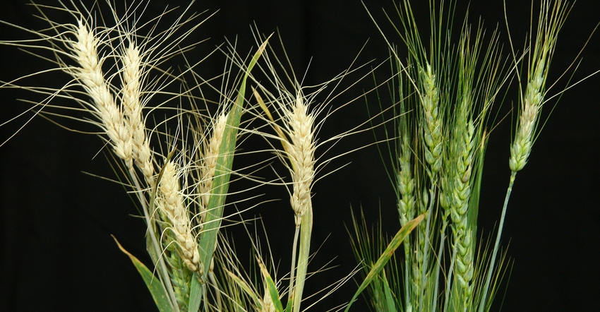 Wheat heads on the left are infected with Fusarium Head Blight