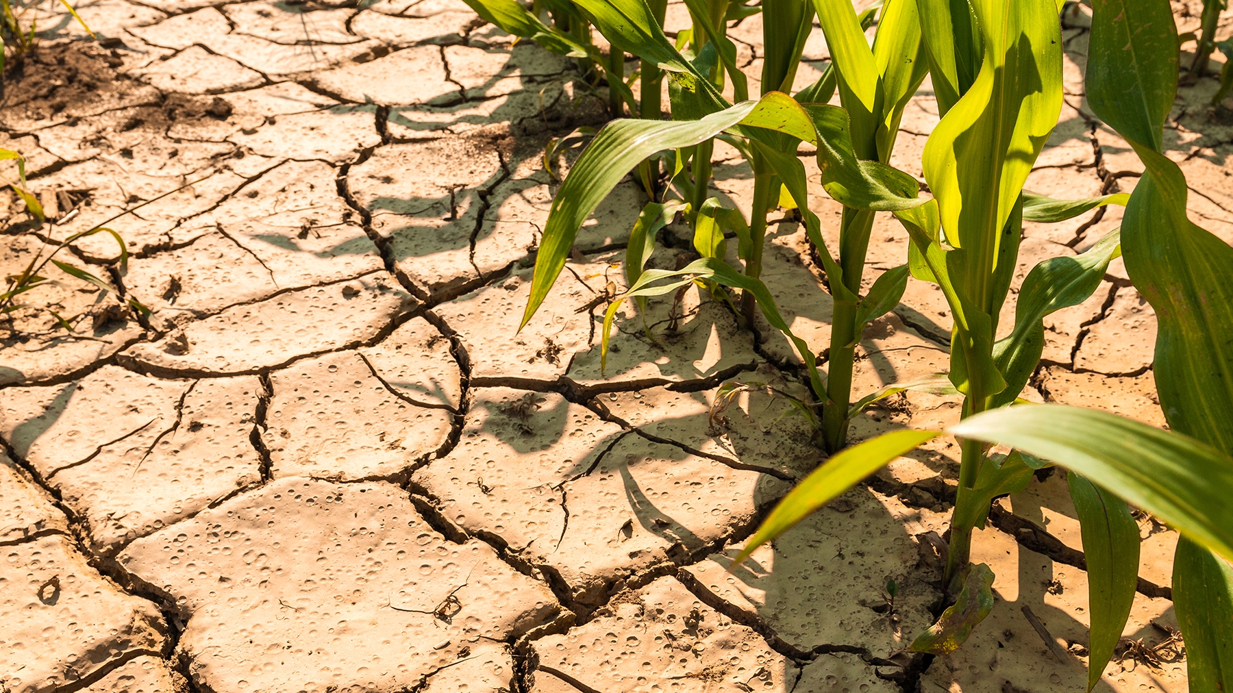 Corn field with dry cracking soil