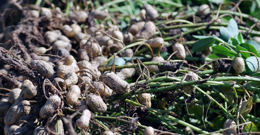 farm-progress-haire-peanut-dug-field-Georgia-4-a.jpg farm-progress-haire-peanut-dug-field-Georgia-4-a.jpg