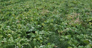 field with cover crops