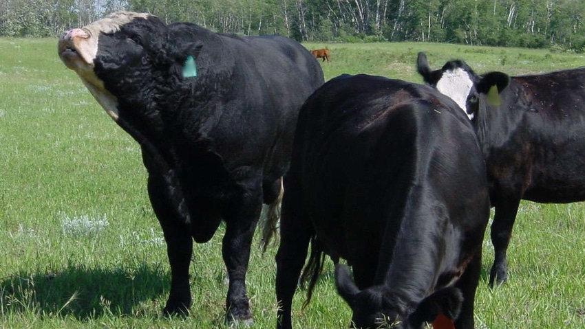 A crossbred bull with cows