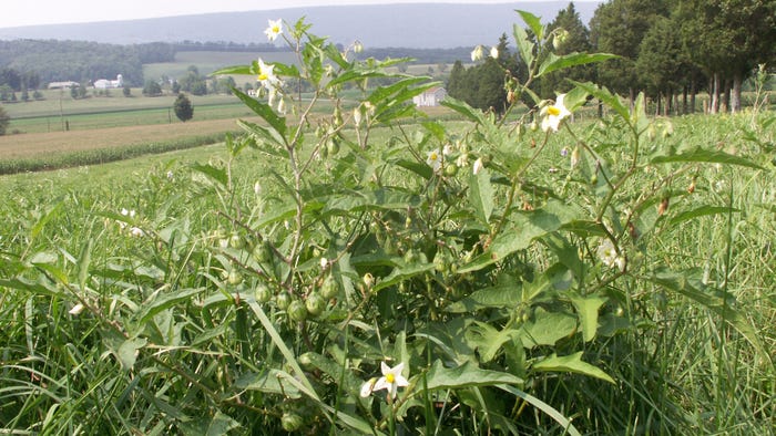 horsenettle plant horsenettle plant
