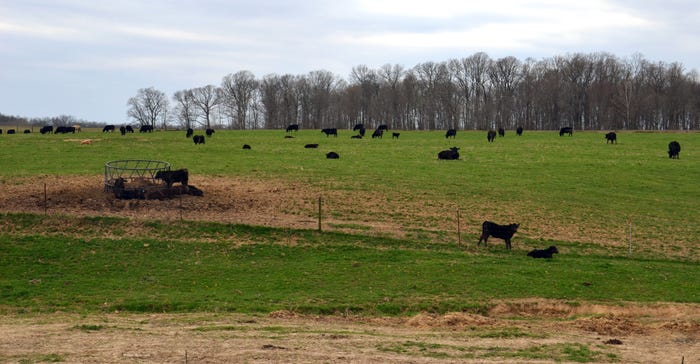 cows grazing in pasture
