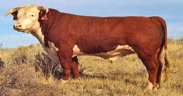 Project aimed at improving meat grades | Farm Progress