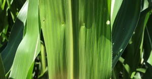 shot hole feeding caused by young corn borer larvae on leaf