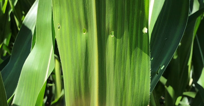 shot hole feeding caused by young corn borer larvae on leaf