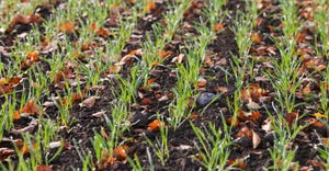 Winter triticale sprouts from an autumn field 